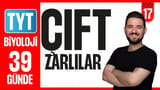 17.Gün: Çekirdek Hücre İskeleti video önizlemesi