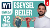 4.Gün: Eşeysel Bezler ve Diğer Hormonlar video önizlemesi