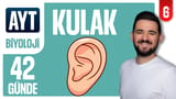 6.Gün: Kulak video önizlemesi