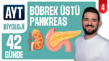 4.Gün: Böbrek Üstü Bezi Pankreas video önizlemesi