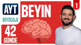 1.Gün: Beyin Yapısı ve Görevleri video önizlemesi