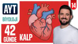 14.Gün: Kalp video önizlemesi