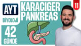 11.Gün: Karaciğer Pankreas Safra Kesesi video önizlemesi