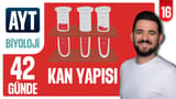 16.Gün: Kan Yapısı ve Lenf Dolaşımı Soru Çözümü video önizlemesi