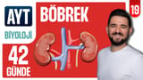 19.Gün: Böbrek Yapısı - Üriner Sistem Soru Çözümü video önizlemesi