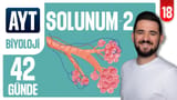 18.Gün: Solunum Gazlarının Taşınması video önizlemesi