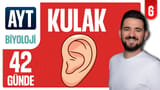 6.Gün: Kulak video önizlemesi