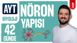 1.Gün: Nöron Yapısı ve İmpuls İletimi video önizlemesi