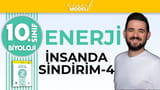 Karbohidrat - Protein ve Yağların Sindirimi video önizlemesi