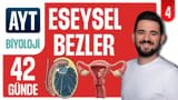4.Gün: Eşeysel Bezler Diğer Hormonlar video önizlemesi