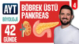 4.Gün: Böbrek üstü - Pankreas video önizlemesi