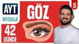 5.Gün: Göz video önizlemesi