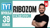 14.Gün: Ribozom Sentrozom video önizlemesi