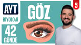 5.Gün: Göz video önizlemesi
