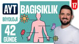 17.Gün: Bağışıklık Sistemi video önizlemesi
