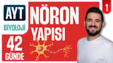 1.Gün: Nöron Yapısı ve İmpuls İletimi video önizlemesi