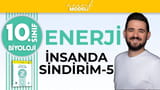 Besinlerin Emilimi ve Dolaşımı video önizlemesi
