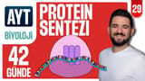 29.Gün:Protein Sentezi - Soru Çözümü video önizlemesi