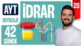 20.Gün: İdrar Oluşumu - Üriner Sistem video önizlemesi