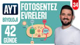 34.Gün: Fotosentez Evreleri video önizlemesi
