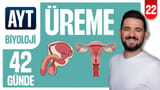 22.Gün: Erkek ve Dişi Üreme Sistemi video önizlemesi