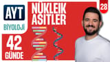 28.Gün: Nükleik Asitler, Replikasyon -Soru Çözümü video önizlemesi