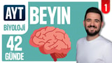 1.Gün: Beyin video önizlemesi