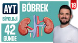 19.Gün: Böbrek Yapısı - Üriner Sistem video önizlemesi