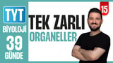 15.Gün: Tek Zarlı Organeller video önizlemesi