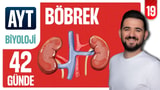 19.Gün: Böbrek Yapısı - Üriner Sistem Soru Çözümü video önizlemesi