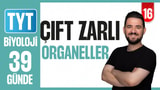 16.Gün: Çift Zarlı Organeller video önizlemesi