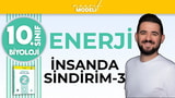 İnsanda Sindirime Yapıları - 2 video önizlemesi