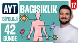 17.Gün: Bağışıklık Sistemi video önizlemesi