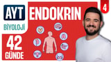 4.Gün: Endokrin Sistem Genel Tekrar video önizlemesi