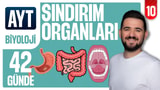 10.Gün: Sindirim Organları video önizlemesi