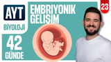 23.Gün:Embriyonik Gelişim video önizlemesi