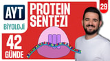 29.Gün:Protein Sentezi - Soru Çözümü video önizlemesi