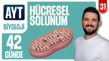 31.Gün:Hücresel Solunum Özet video önizlemesi