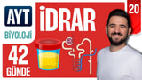 20.Gün: İdrar Oluşumu Soru Çözümü - Üriner Sistem video önizlemesi
