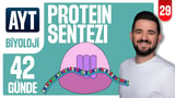29.Gün: Protein Sentezi video önizlemesi