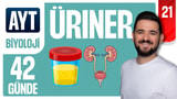 21.Gün: Üriner Sistem Genel Tekrar video önizlemesi