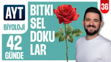 36.Gün: Bitkisel Dokular video önizlemesi