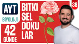 36.Gün: Bitkisel Dokular Soru Çözümü video önizlemesi