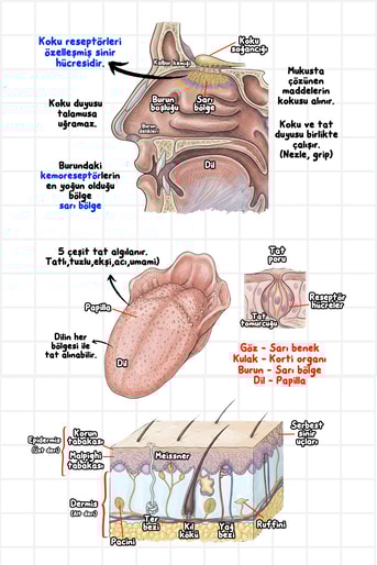 Görsellerle Biyoloji Cep Kitabı Biosem Biyoloji - Görsel 5