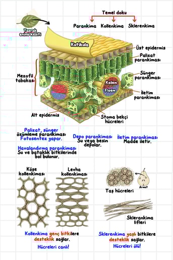 Görsellerle Biyoloji Cep Kitabı Biosem Biyoloji - Görsel 2