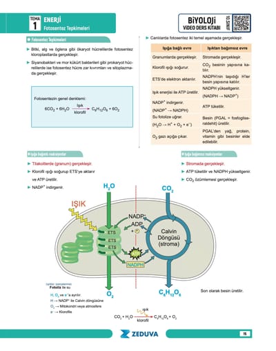 Biosem Biyoloji 10.Sınıf Biyoloji Notları - Görsel 4