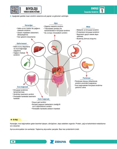 Biosem Biyoloji 10.Sınıf Biyoloji Notları - Görsel 3